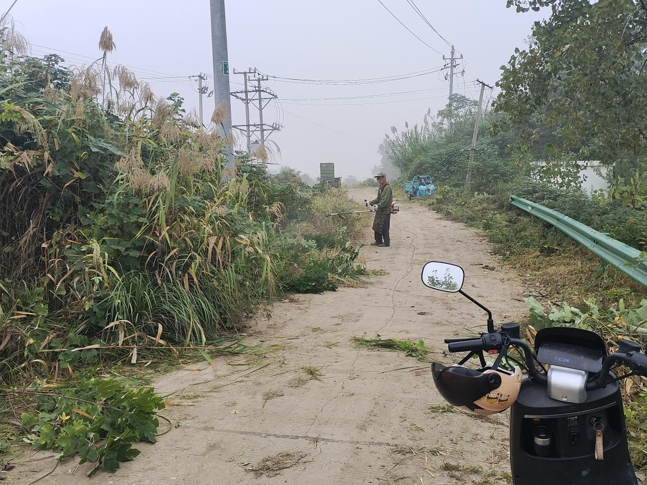 雙柳村集中清理道路兩側雜草雜樹，全力護航秋收秋種